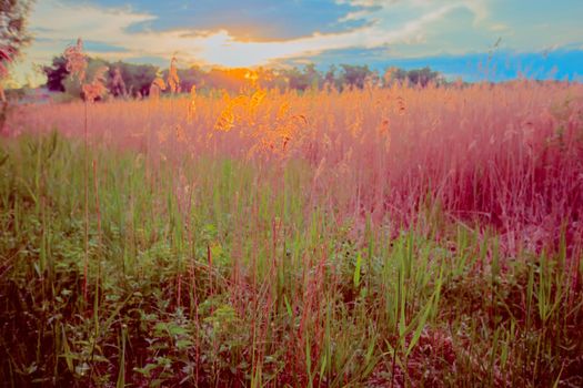 Beautiful landscape. Beautiful sunrise on an unusual meadow.