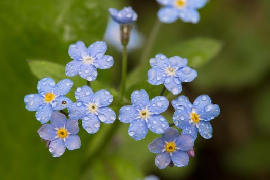 Delicate forget-me-not flowers with dew drops.Delicate wildflowers