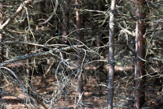 Dark forest background made of dry branches.