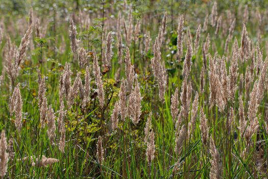 Green meadow grass background. Field and meadow grasses.