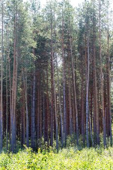 Vertically background pine forest.Field and meadow grasses.