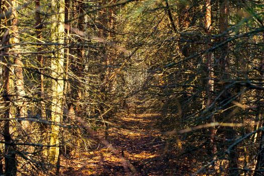 Gloomy forest with dead dry trees.The background is a gloomy and dramatic forest.