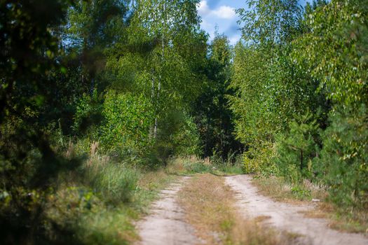 Beautiful forest with with a forest walkway.