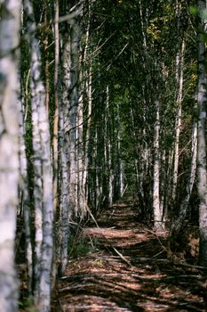 Vertically birch forest with a walkway.The background is a gloomy and dramatic forest.