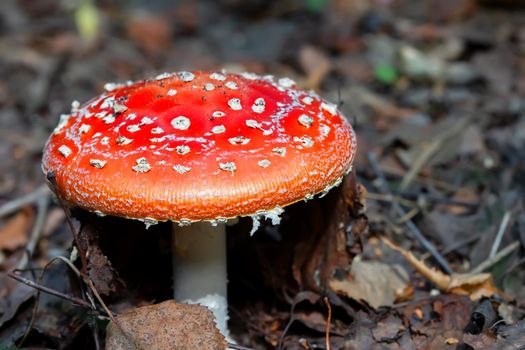 Red big fly agaric on forest background.Fly agarics grow in the forest.