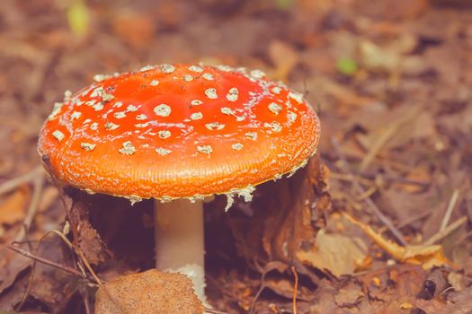 Vintage forest background with amanita.Fly agarics grow in the forest.