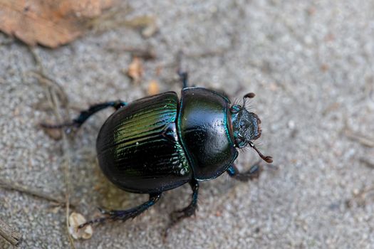 A black beetle creeps along the road.