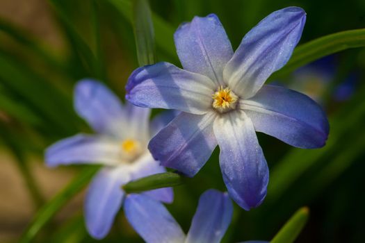 Beautiful blue flower close-up on a green background