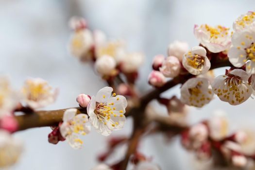 Spring flowering branch of apple tree. Background spring.