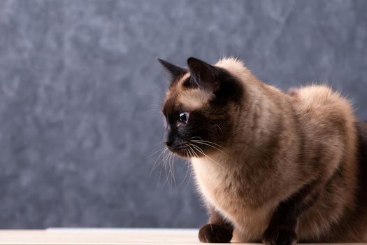 Siamese cat on a gray background.Cat on a gray background.