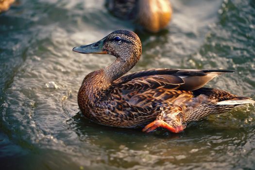 Birds and animals in the wild. Beautiful duck close-up in the water.