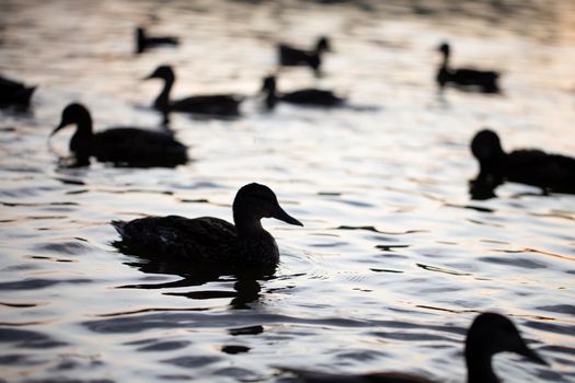 Dark silhouettes of ducks floating in the water.