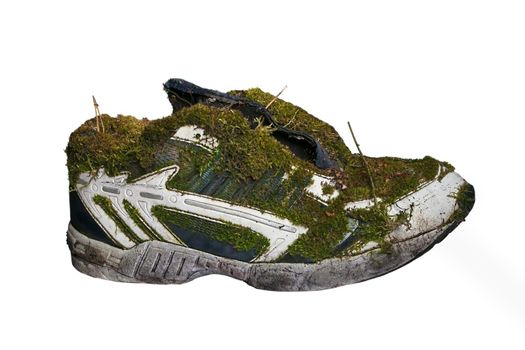 Old sneakers covered with moss on a white background.