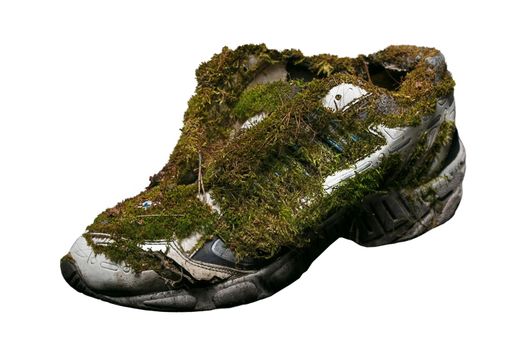 Old sneakers covered with moss on a white background.