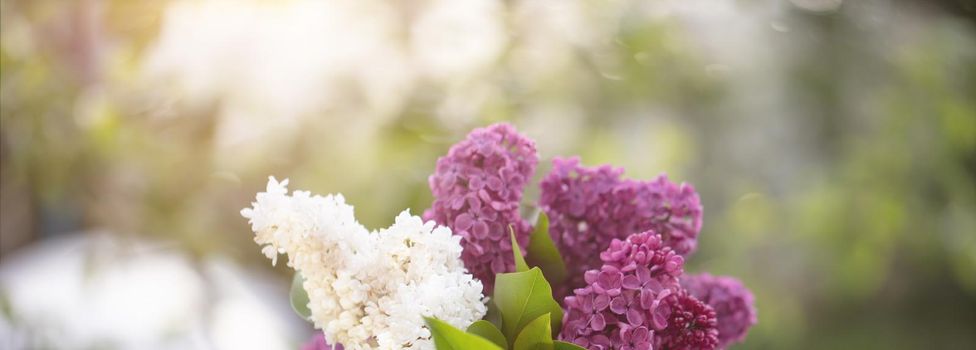 Spring or summer background banner. Bouquet of lilac and yellow tulips on the table. Beautiful flowers on a green background.