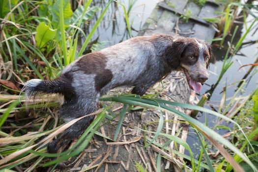 Hunting dog in nature. Irish Setter near the pond.