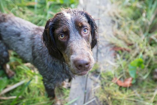 Hunting dog in nature. Irish Setter near the pond.