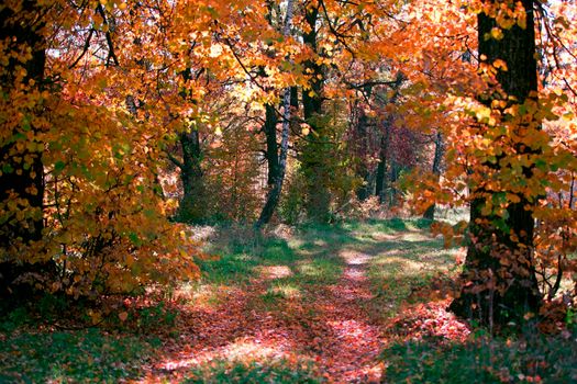 Autumn forest with yellow leaves and fallen leaves