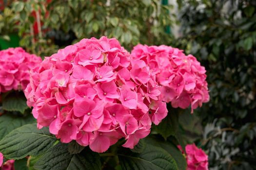 Close up of beautiful pink hydrangea on green plants background. Concept of care for flowers and plants with different colors in modern greenhouse. 