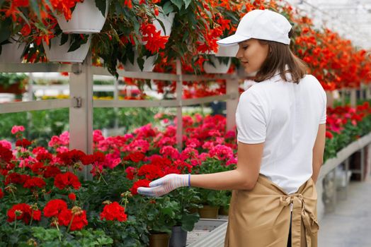 Side view of beautiful young woman in white gloves and special uniform working with flowers pots in large modern greenhouse. Concept of process care for plants.