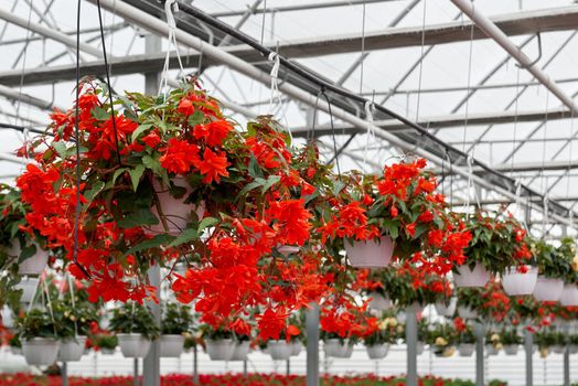 Close up of pots with beautiful red flowers in modern large greenhouse. Concept of blooming incredible flowers red color in glass modern hothouse with climate control. 