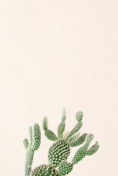 Closeup of green cactus on beige background. Minimal neutral floral composition