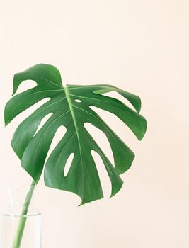 Close up of monstera leaf on beige background. Minimal neutral floral composition