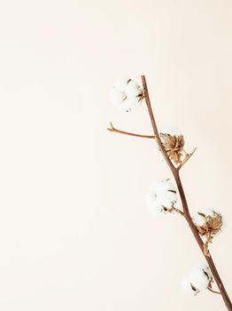 Close up of cotton branch on beige background. Minimal neutral floral composition