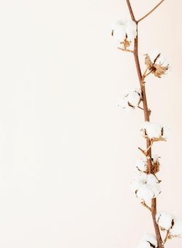 Close up of cotton branch on beige background. Minimal neutral floral composition