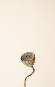 Close up of dry lotus flower on beige background. Minimal neutral floral composition