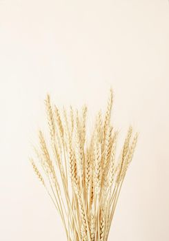 Close up of wheat spikes on beige background. Minimal neutral floral composition