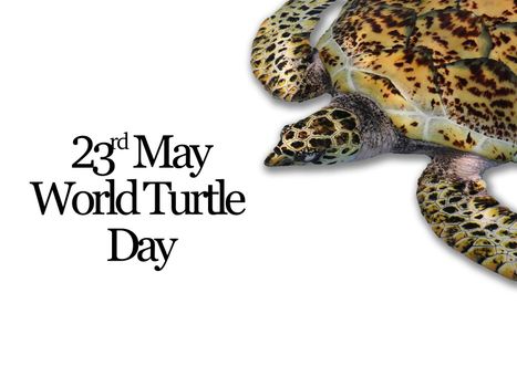 23rd MAY WORLD TURTLE DAY text with turtle on white background. 