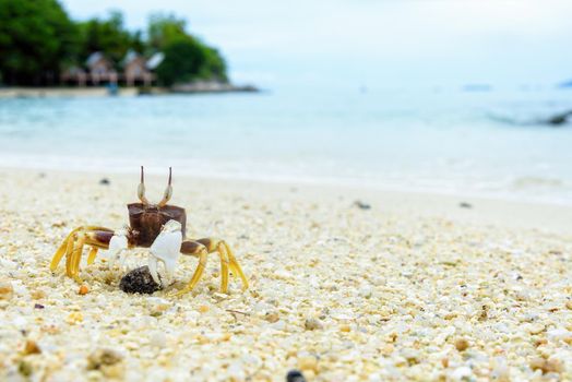 Beautiful nature of wildlife, Close-up of Wind Crab, Ghost Crab or Ocypode on the sand in summer at the beach near the sea in Koh Lipe island, of Tarutao National Park, Satun, Thailand