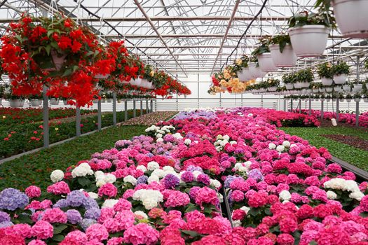 Front view of large light greenhouse with a lot of seedlings and flowers. Pink, red, yellow and green plants. Concept of modern greenhouse with climate control system for cultivation of flowers. 