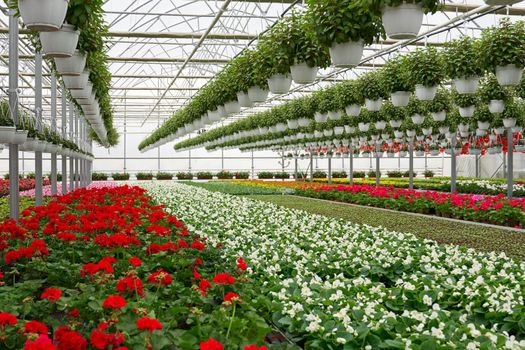 Front view of large glass greenhouse with flowers. Growing flowers in greenhouses. Interior of a modern flower greenhouse. Flowers in flowerpots. Concept of care for beautiful plants. 