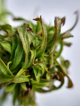 Willow leaves young shoots close-up. Leaf texture. Macro nature.