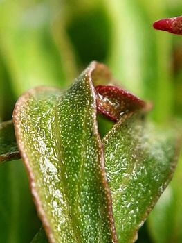 Willow leaves young shoots close-up. Leaf texture. Macro nature.