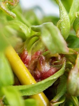 Willow leaves young shoots close-up. Leaf texture. Macro nature.