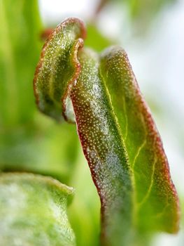 Willow leaves young shoots close-up. Leaf texture. Macro nature.