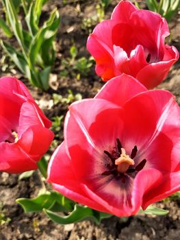 Colorful tulip flower close-up on a background of greenery.