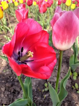 Colorful tulip flower close-up on a background of greenery.