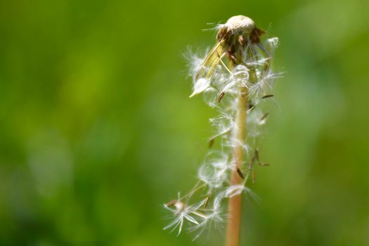 dandelion seeds flying away