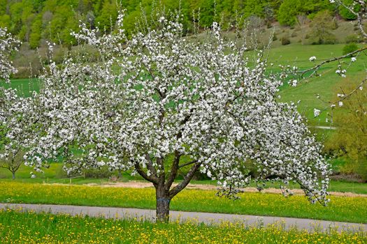 apple blossom in spring in Germany