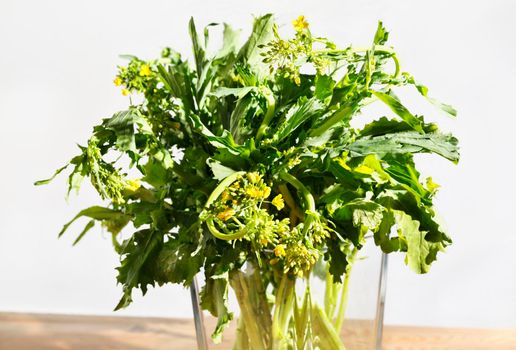 Bunch of turnip greens -brassica rapa - with yellow flowers in pot, root vegetable with bitter taste