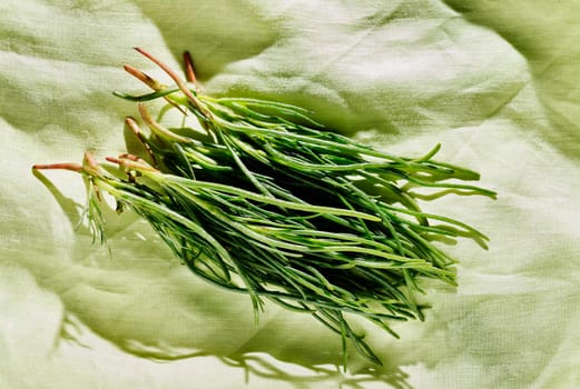 Bunch og agretti -salsola soda or opposite -leaved saltwort -on cotton tablecloth ,fresh uncooked green leaves