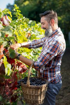 Handsome smiling winegrower cutting grapes at a vineyard.