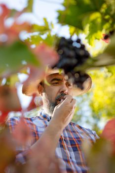Handsome winemaker with straw hat tasting black sweet grapes at a vineyard. Selective focus.