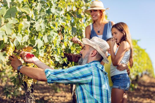 Beautiful young smiling family of four cutting grapes at a vineyard.