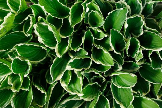 Hosta leaves background pattern. Close up of plantain lily leaves. Top view, copy space. 