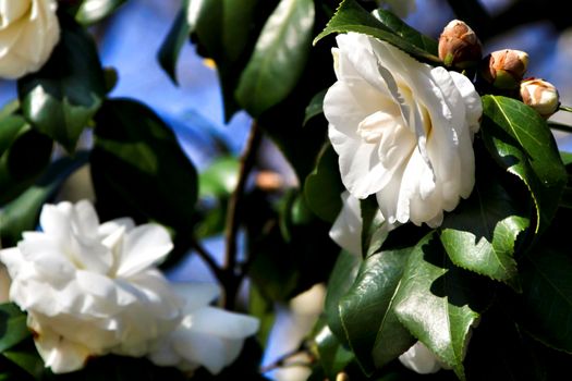 Beautiful white camellia Japonica flowers in a garden in Guimaraes, Oporto